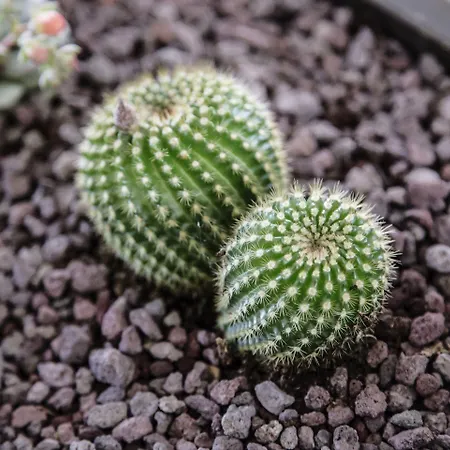 فندق Aries لسا